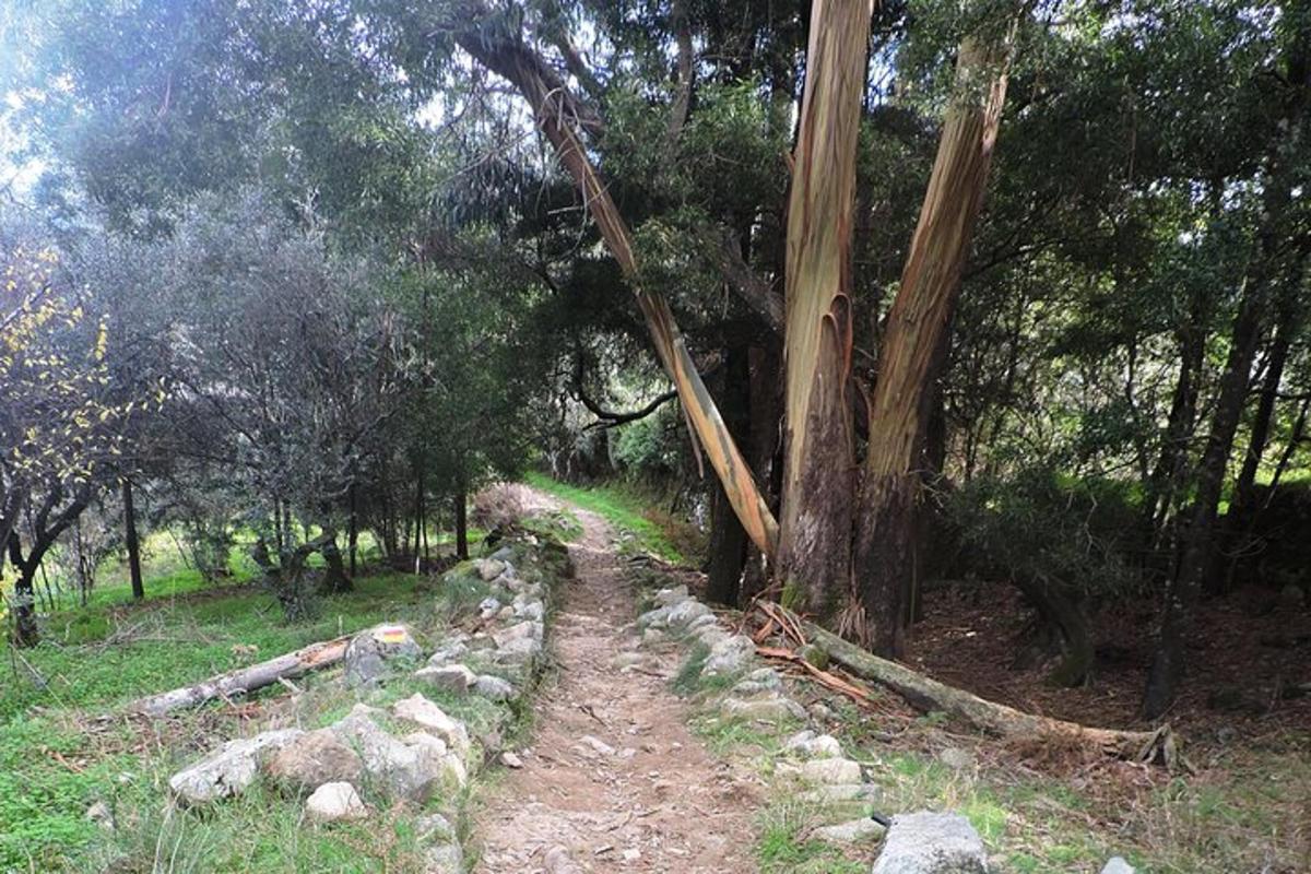 uma trilha de terra em uma floresta com árvores e pedras