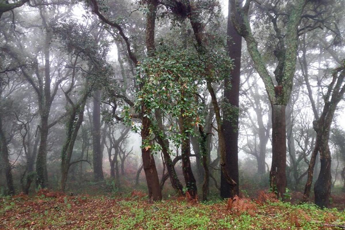 uma área arborizada e enevoada com árvores na neblina