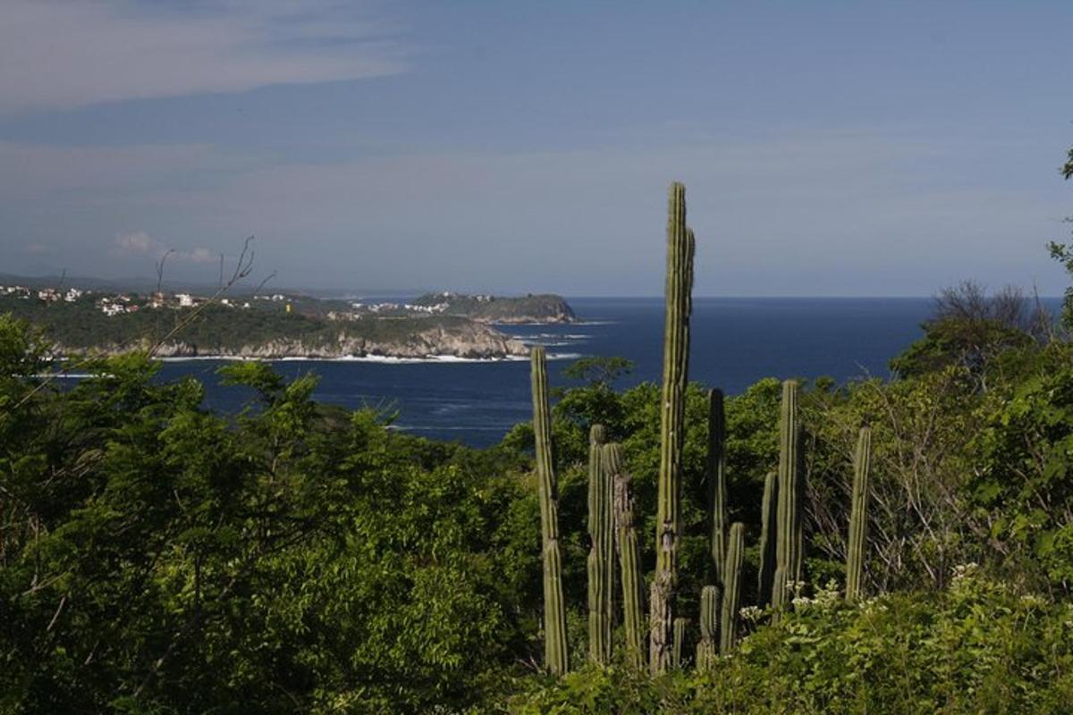 a group of trees with the ocean in the background
