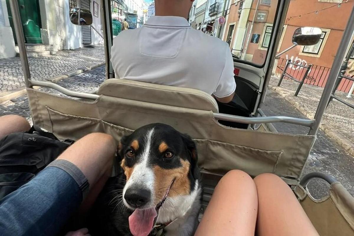 pes sedící vedle osoby v autobuse