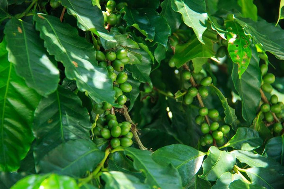 a bunch of green grapes growing on a tree