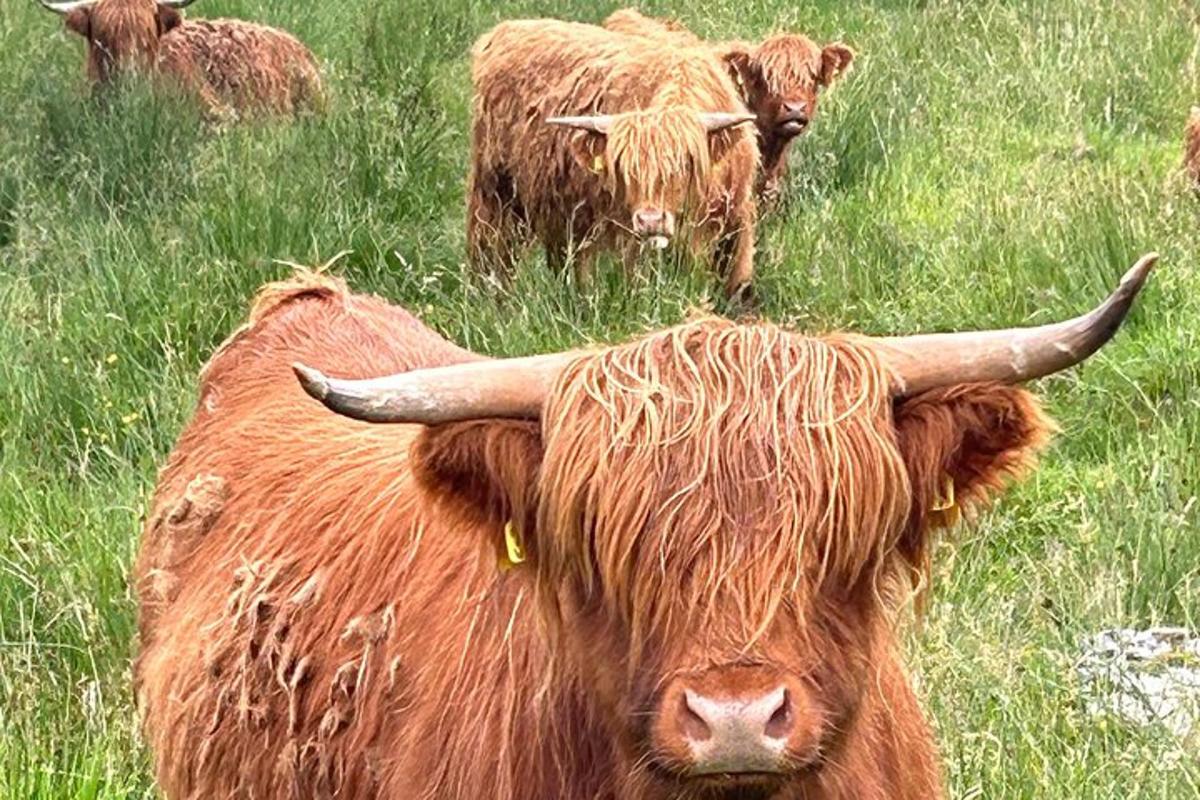 en ku med lange horn som står i et felt