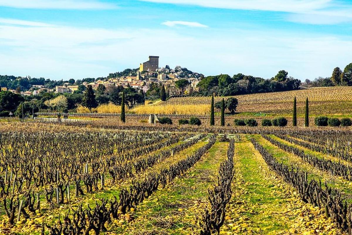un campo di viti con una casa su una collina