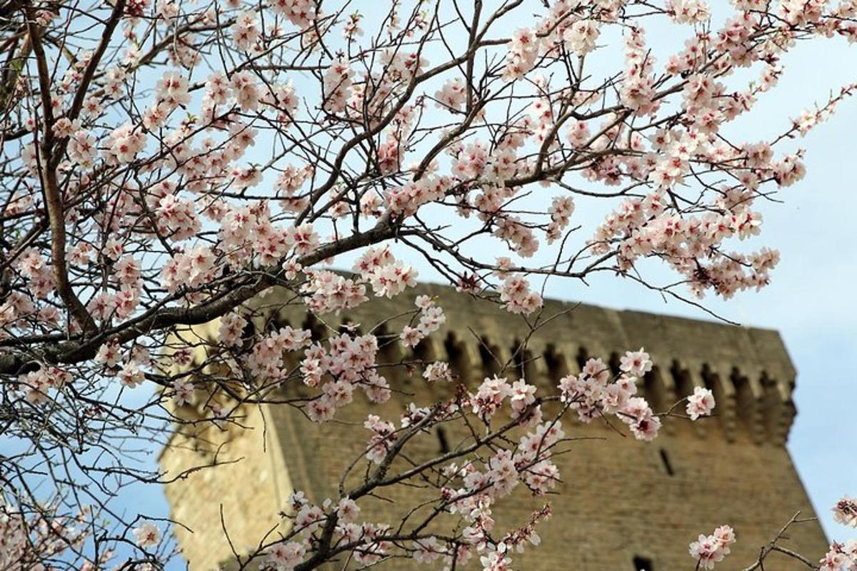 un albero con fiori rosa davanti a una torre