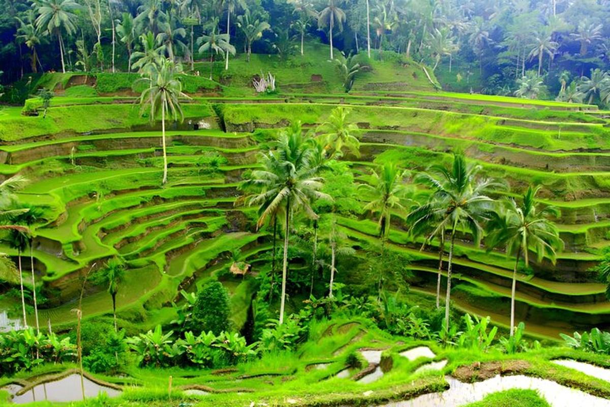 a large green field with palm trees on a hill