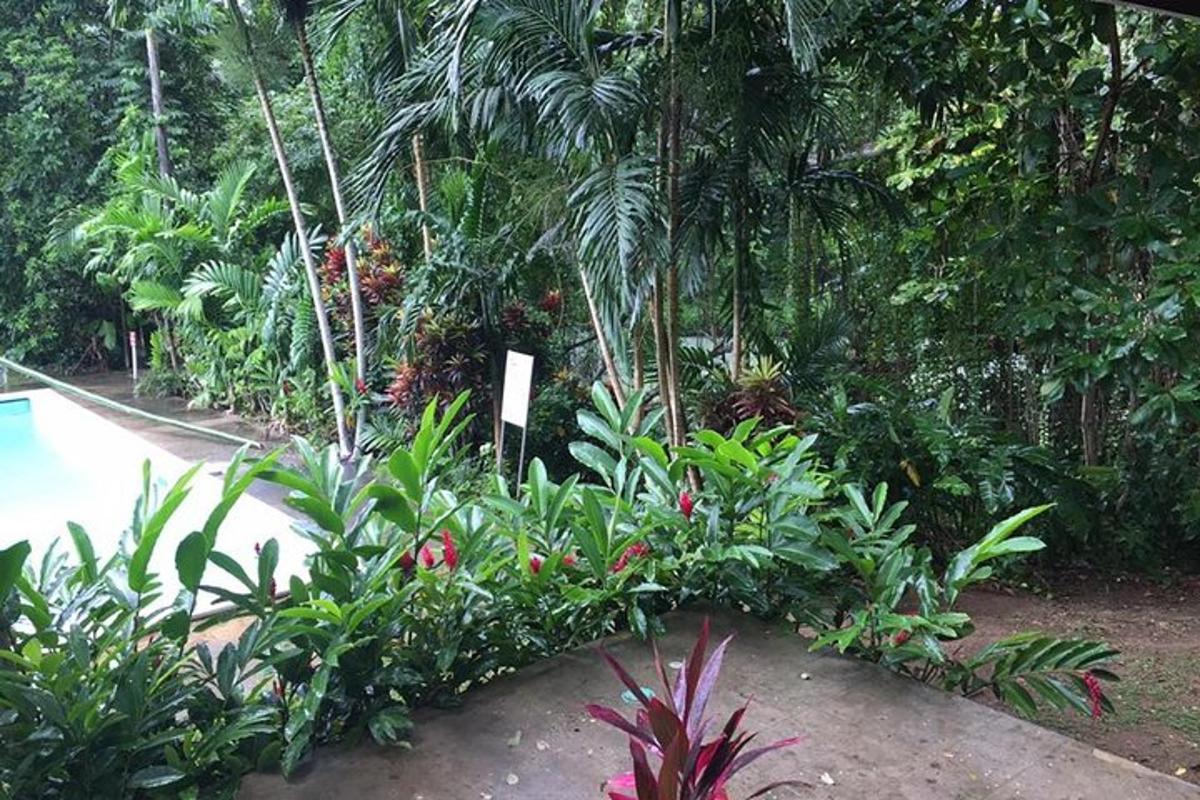 un giardino con molte piante e palme