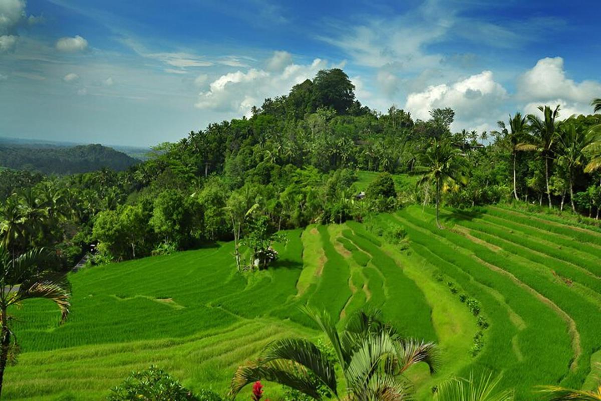 eine grüne Wiese mit Palmen und einem Berg