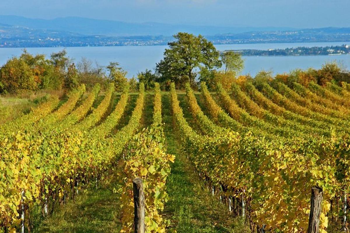 a vineyard with a view of the water