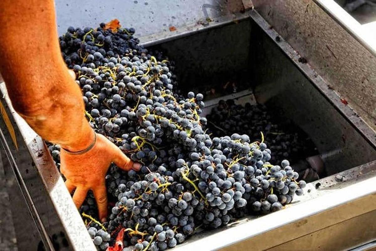 a person holding a bunch of grapes in a bin