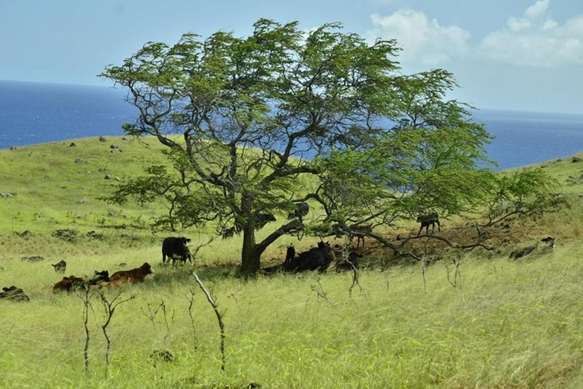 una mandria di mucche al pascolo sotto un albero in un campo