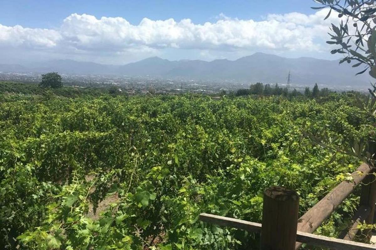 uma vista de um vinhedo com montanhas ao fundo