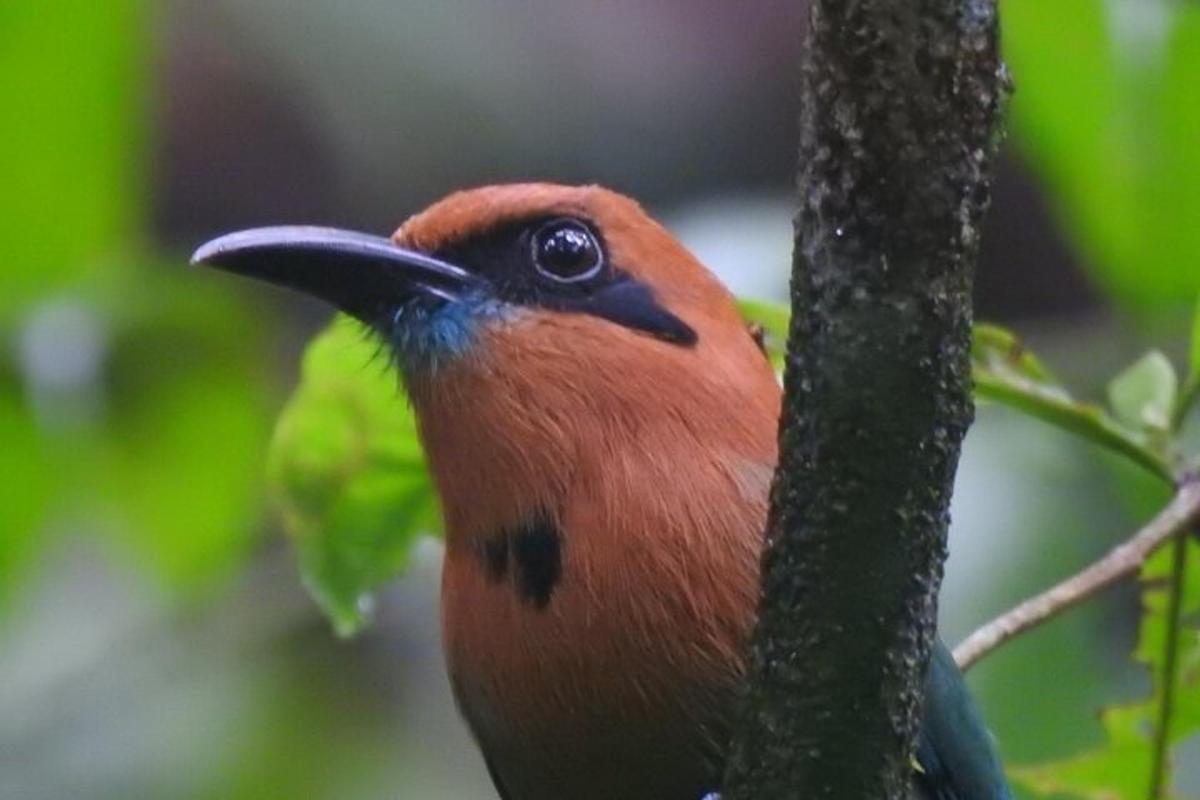 een rode vogel zit op een boomtak