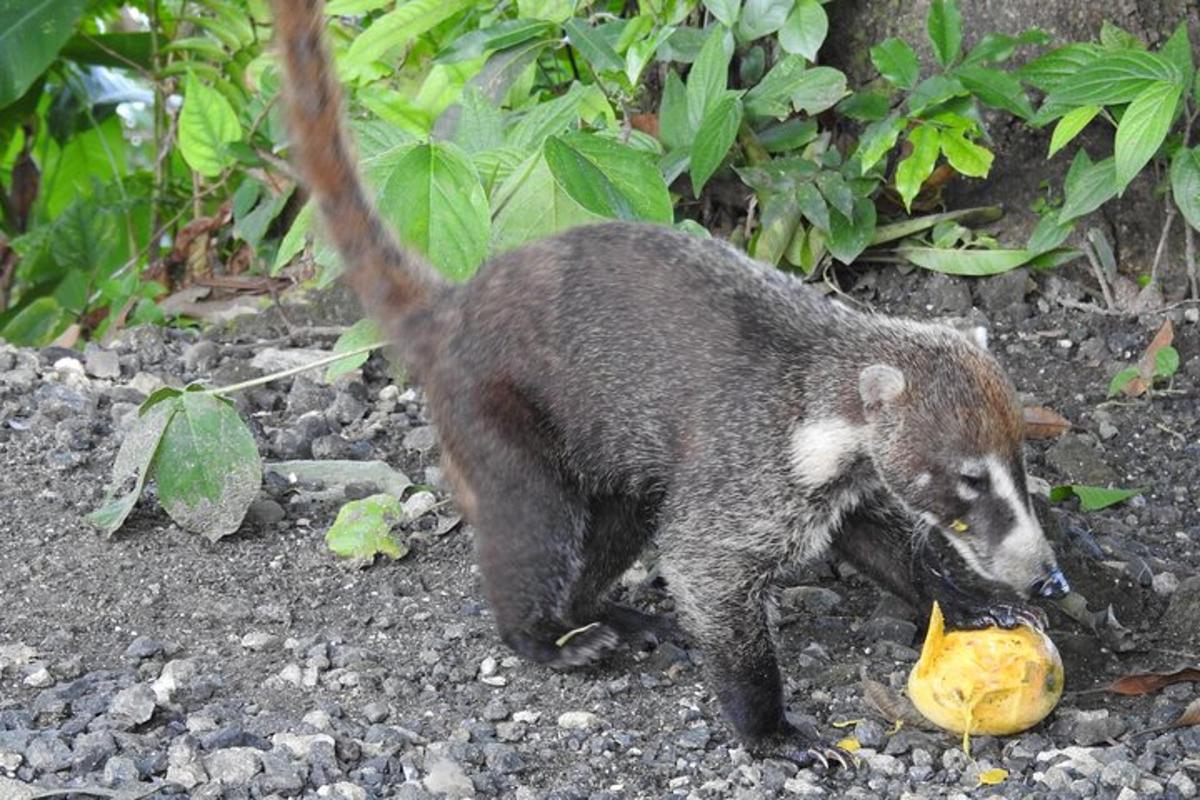 a brown and white bear playing with a yellow fruit