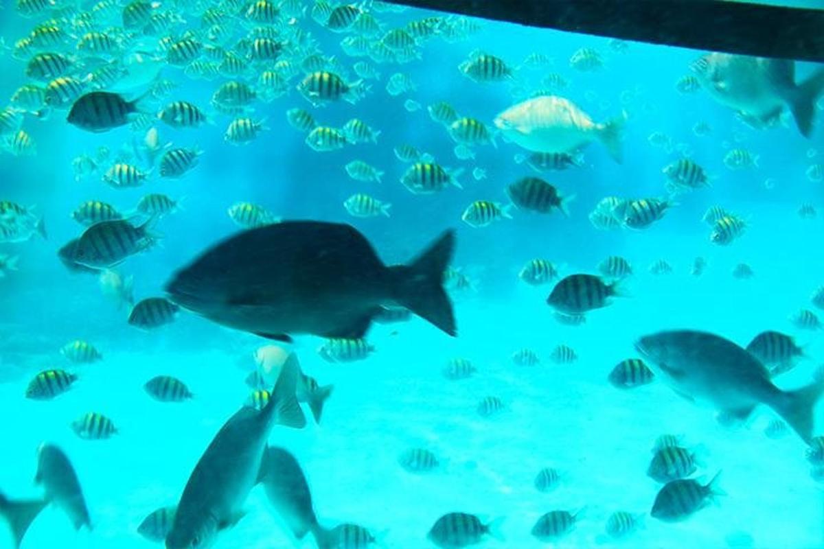 a group of fish swimming in the ocean
