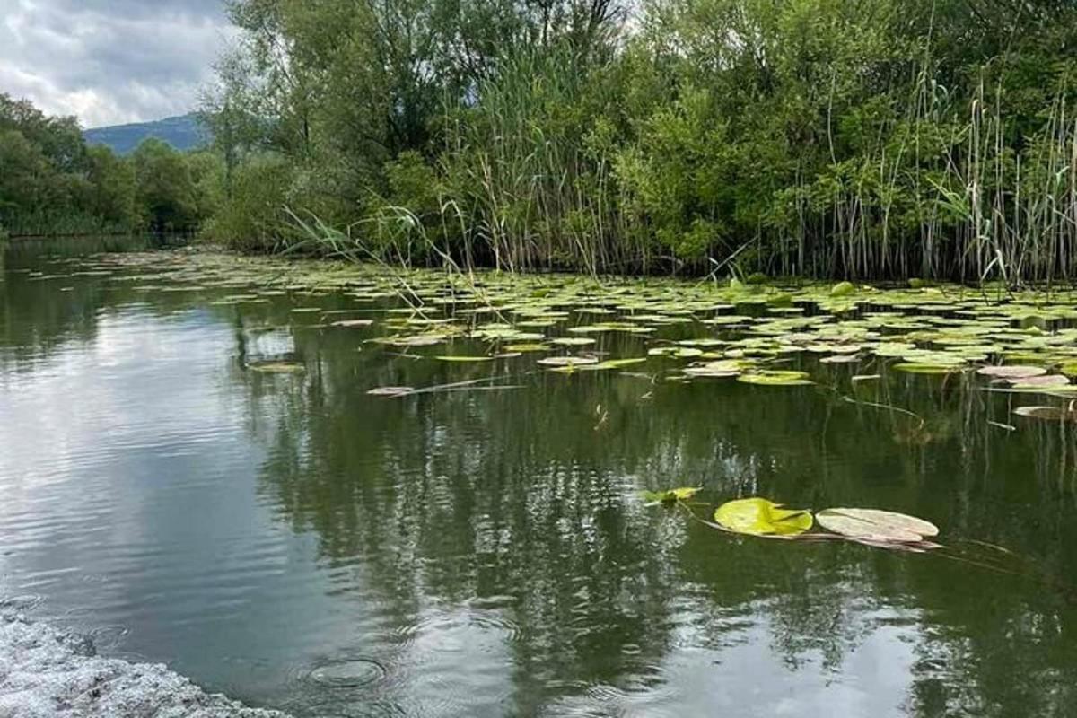 isang malaking pond na may mga lily pad sa tubig