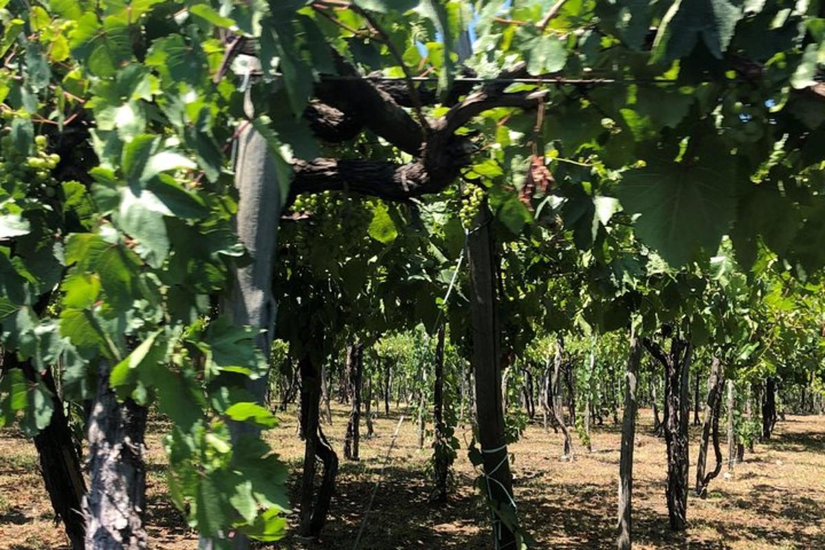 una fila di alberi in un vigneto con foglie verdi
