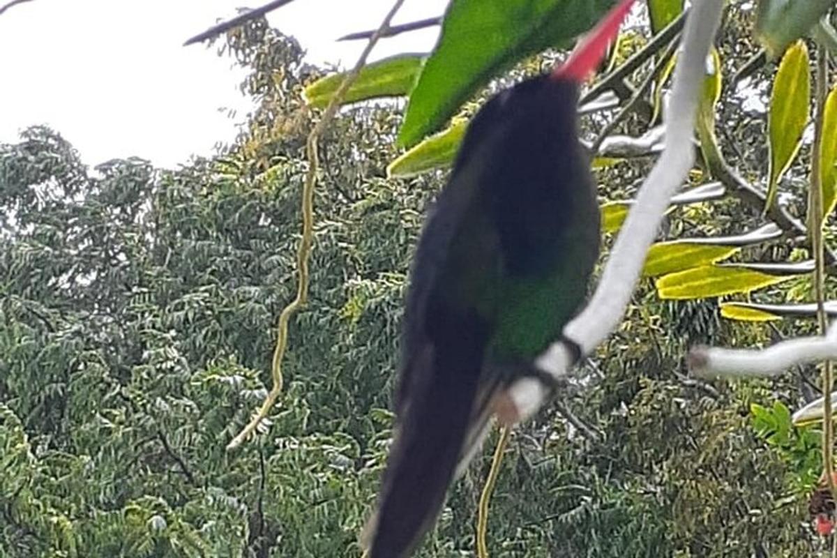 Un pájaro negro está posado en la rama de un árbol.