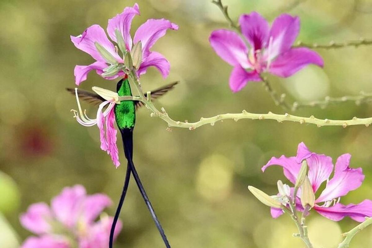 um beija-flor verde sentado em uma flor roxa
