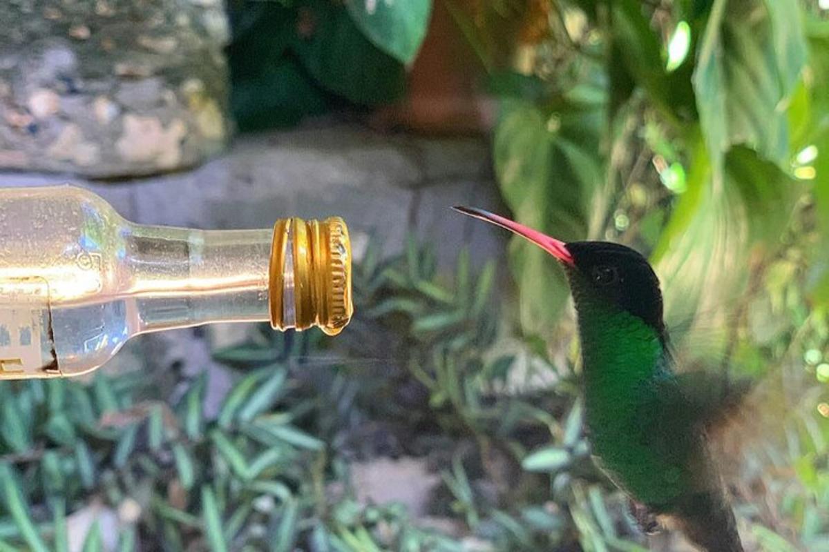 um pássaro verde e vermelho bebendo água de uma fonte