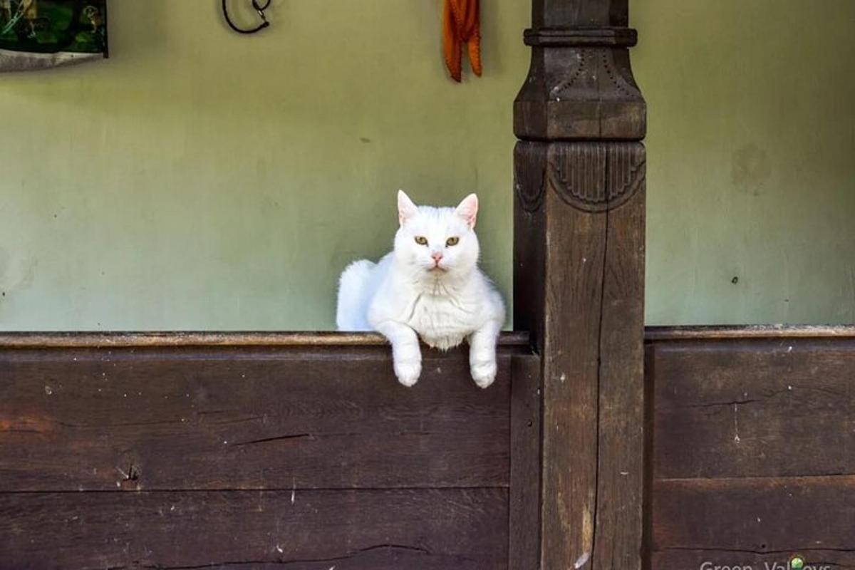 Lankytinos vietos ar pramogos nuotrauka numeris 5