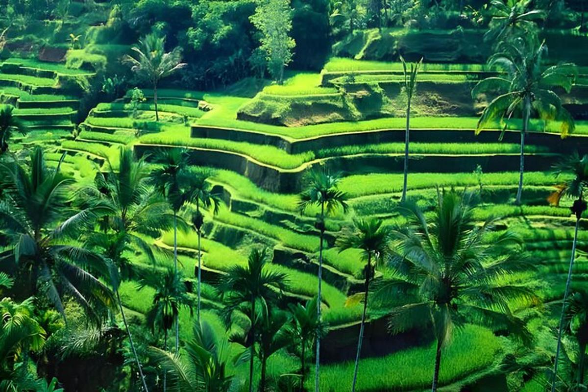 a view of a lush green field with palm trees