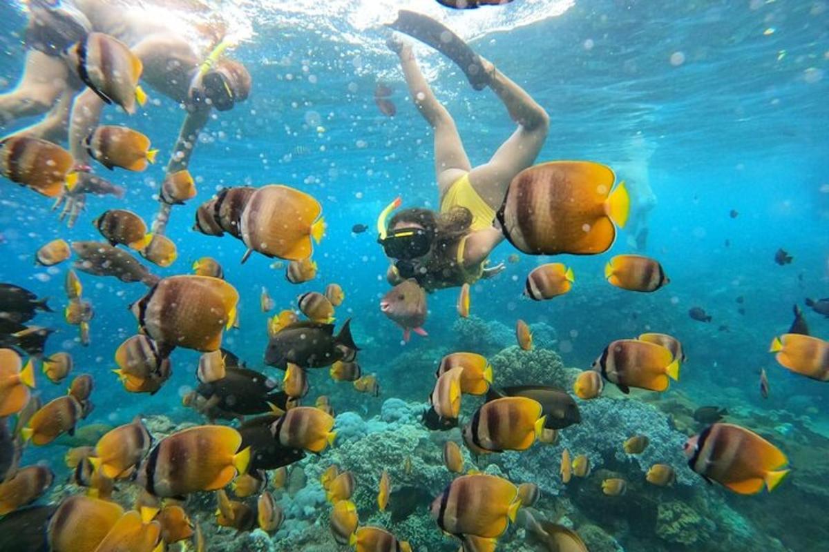 a group of people swimming in the ocean with fish