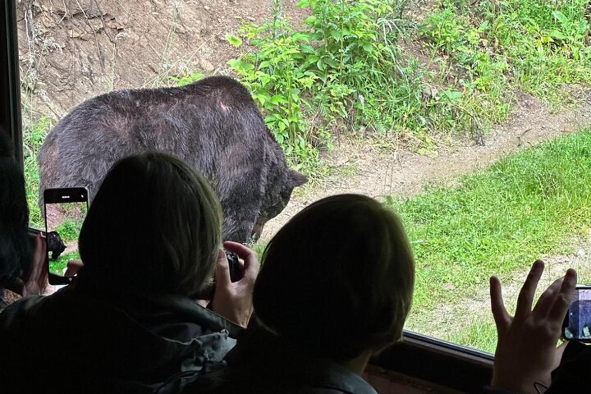 skupina lidí dívajících se z okna na medvěda