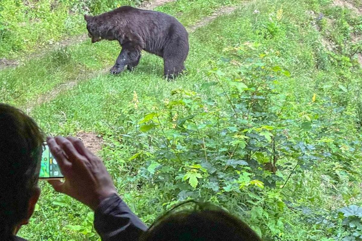 osoba fotografující černého medvěda