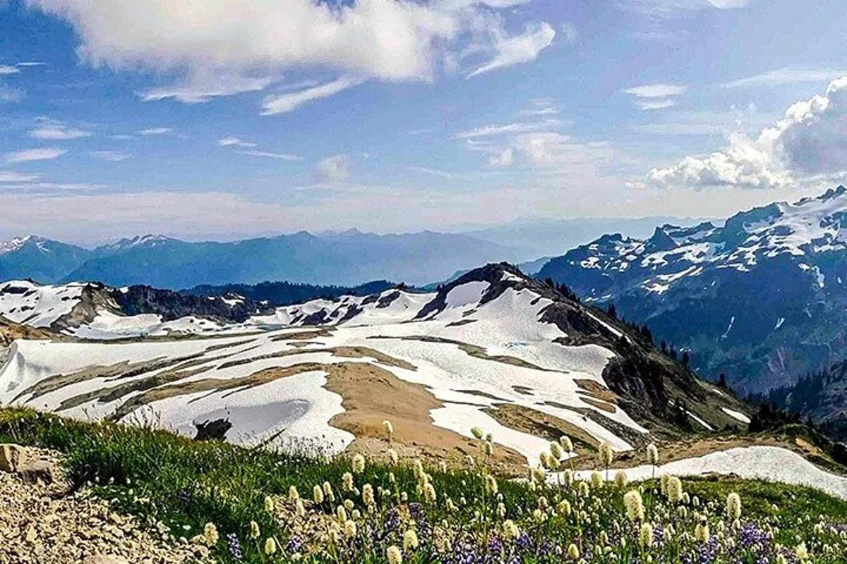 una vista di una montagna innevata con fiori