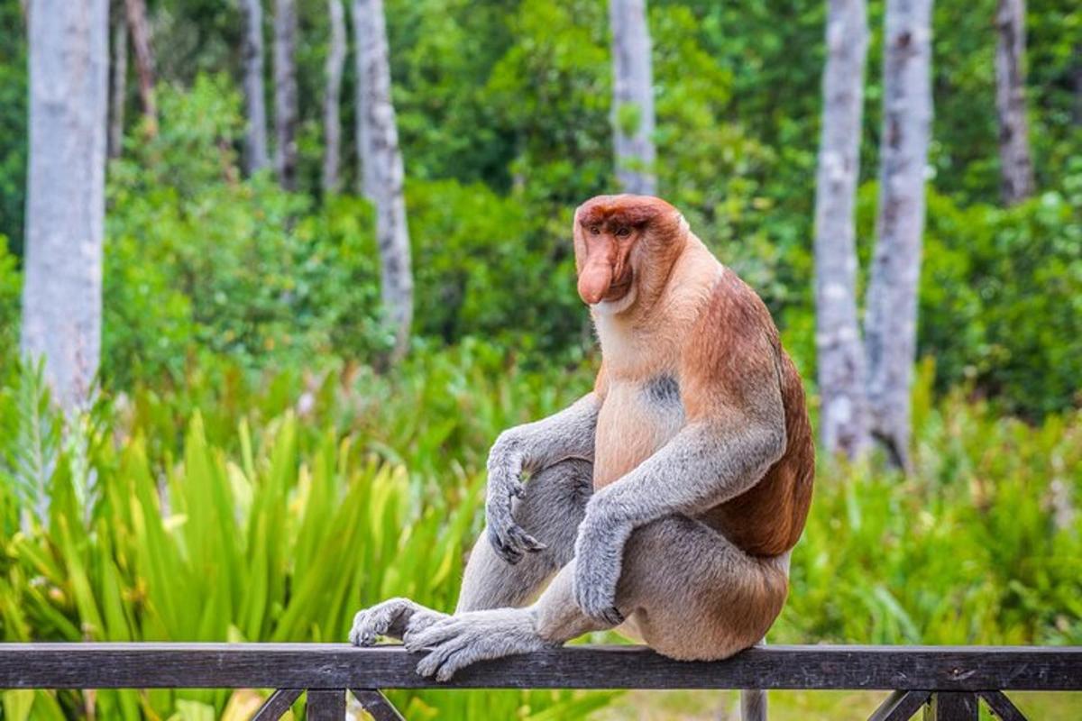 a monkey sitting on top of a bench
