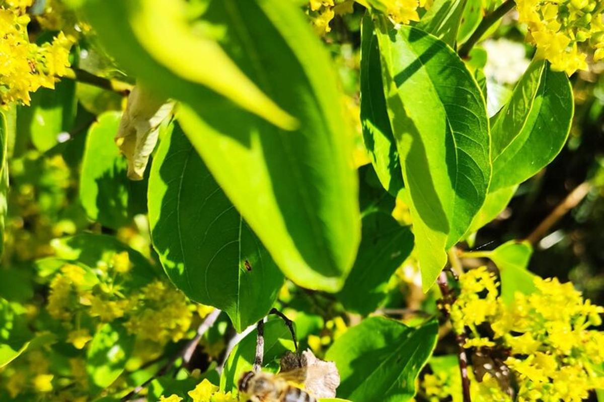 et grønt træ med gule blomster og grønne blade