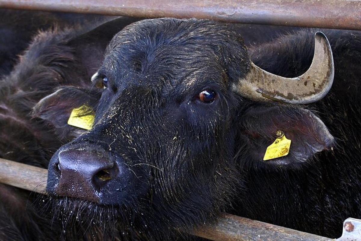một con bò đen có thẻ vàng ở tai