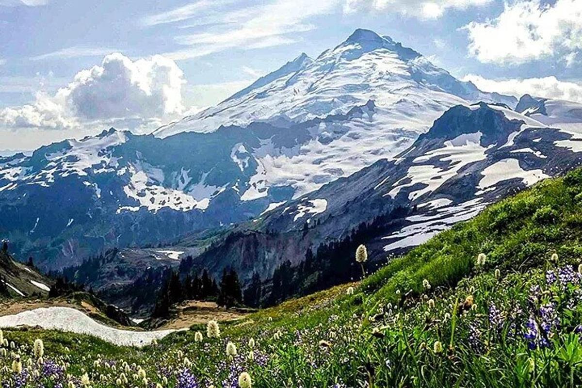 gunung yang dilitupi salji dengan ladang bunga