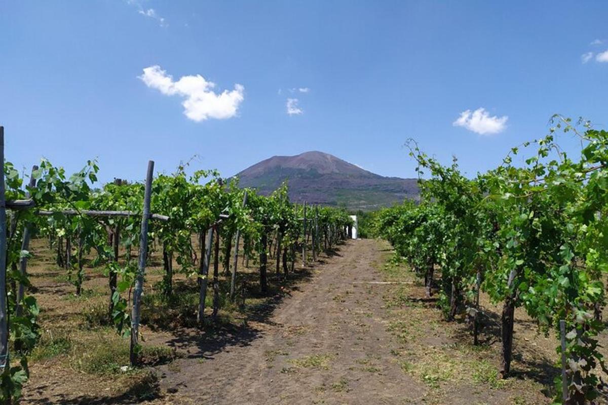 una filera de vinyes amb una muntanya al fons