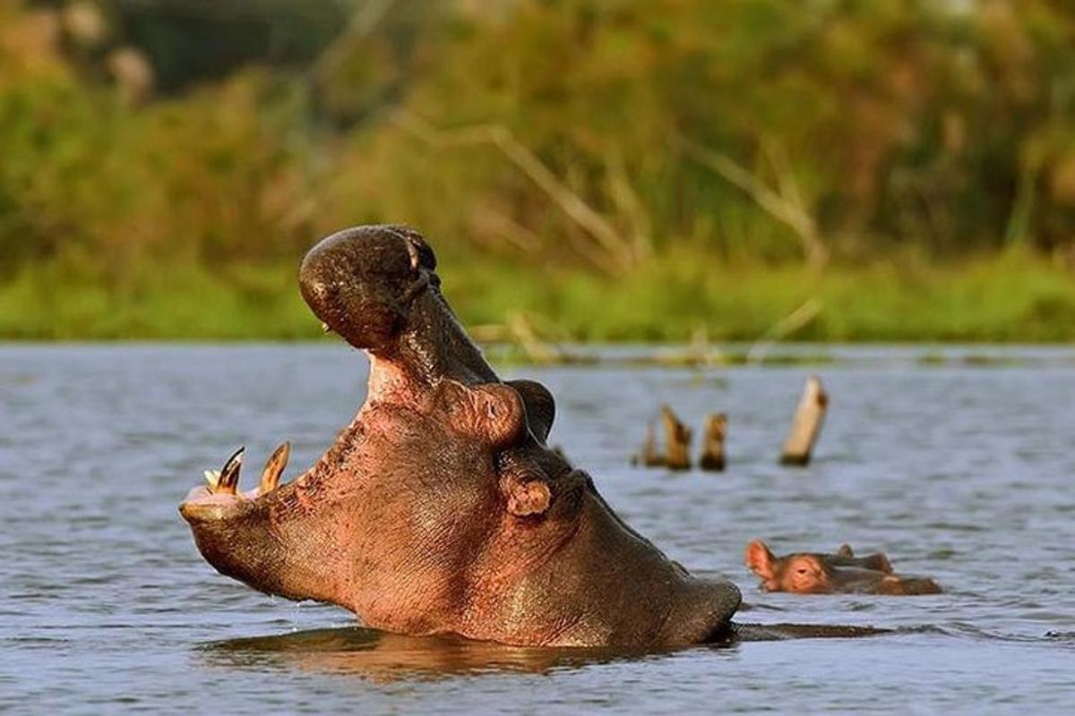 a hippopotamus standing in the water with its mouth open