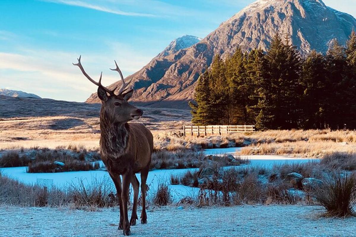 a deer standing in a field with a mountain in the background