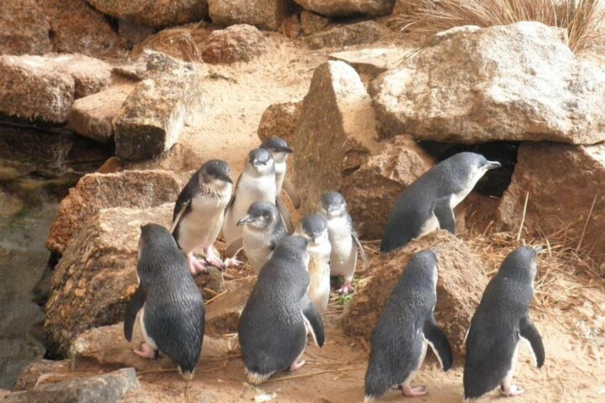 a group of penguins standing on some rocks