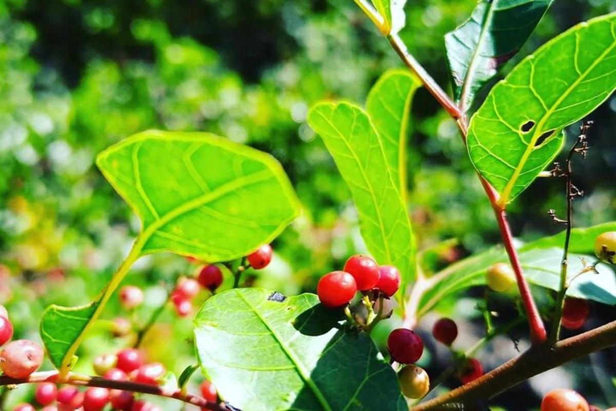 un mazzo di bacche rosse su un albero con foglie