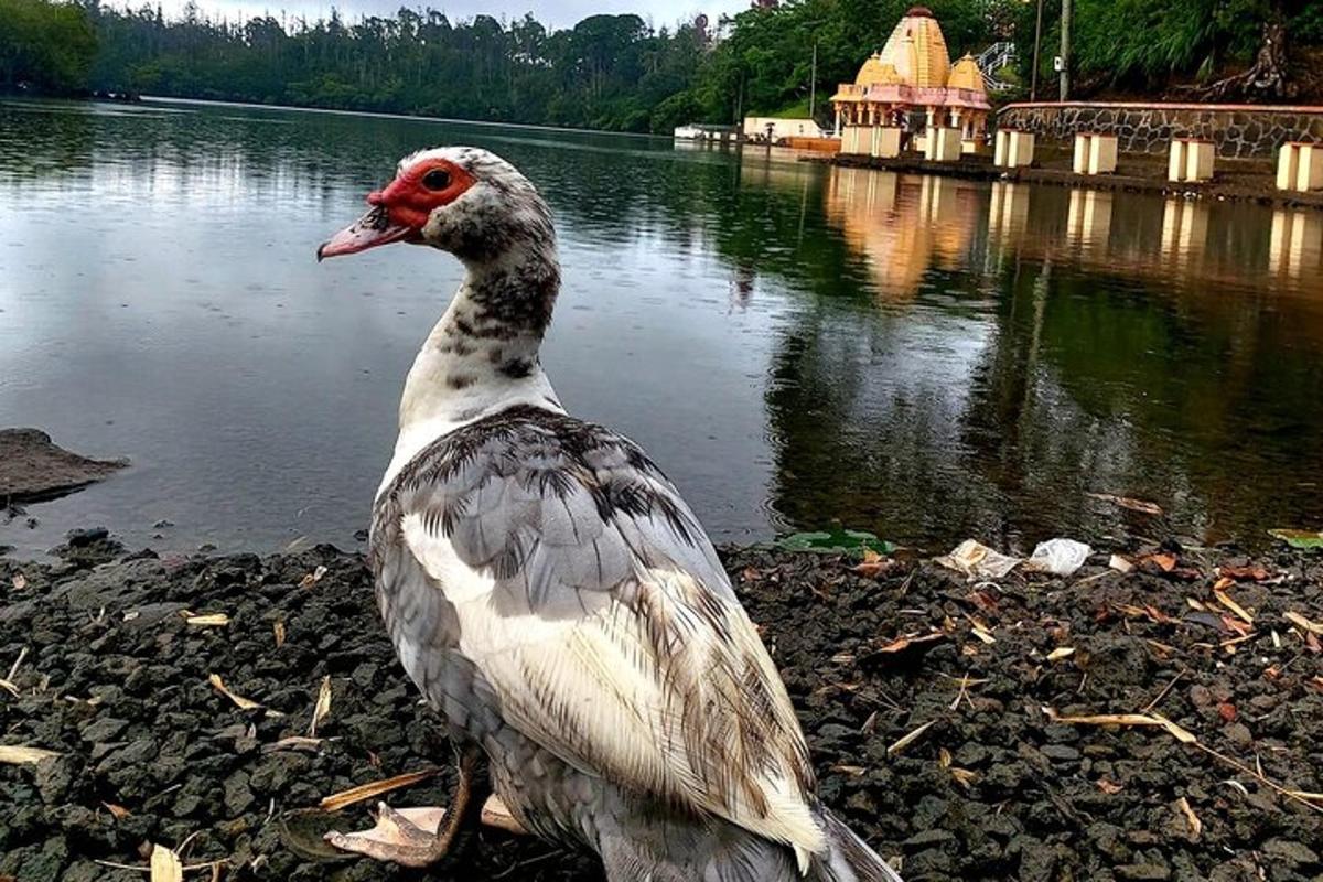 một con vịt đứng trên bờ của một vùng nước