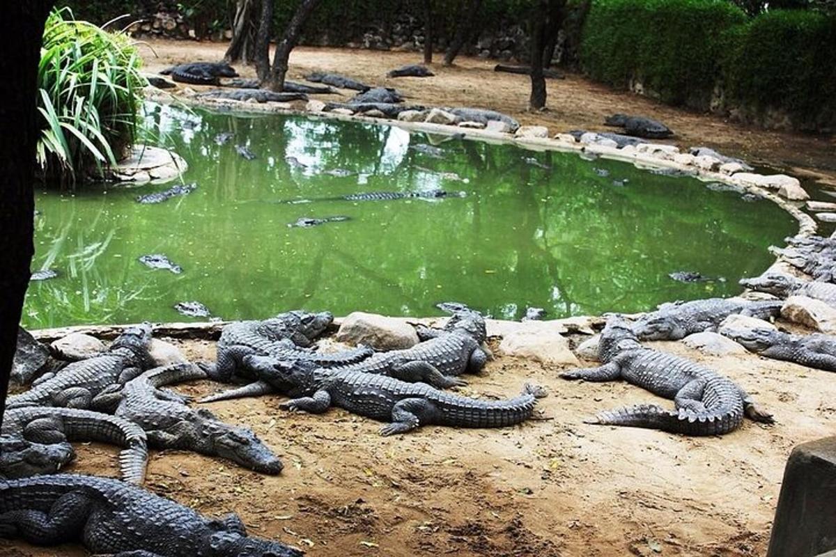 sekelompok buaya berbaring di sekitar kolam