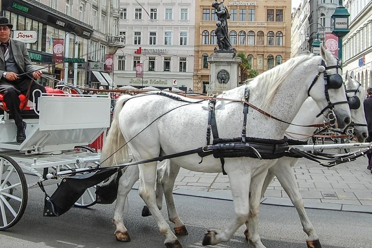 ein weißes Pferd, das eine Kutsche auf einer Stadtstraße zieht