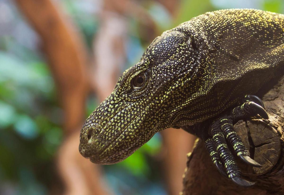 a lizard is sitting on a tree branch