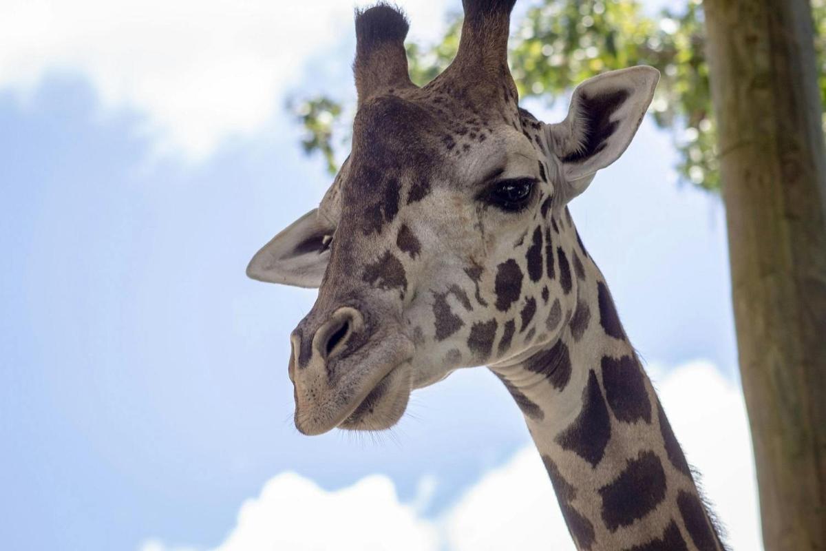 a close up of a giraffe standing next to a tree