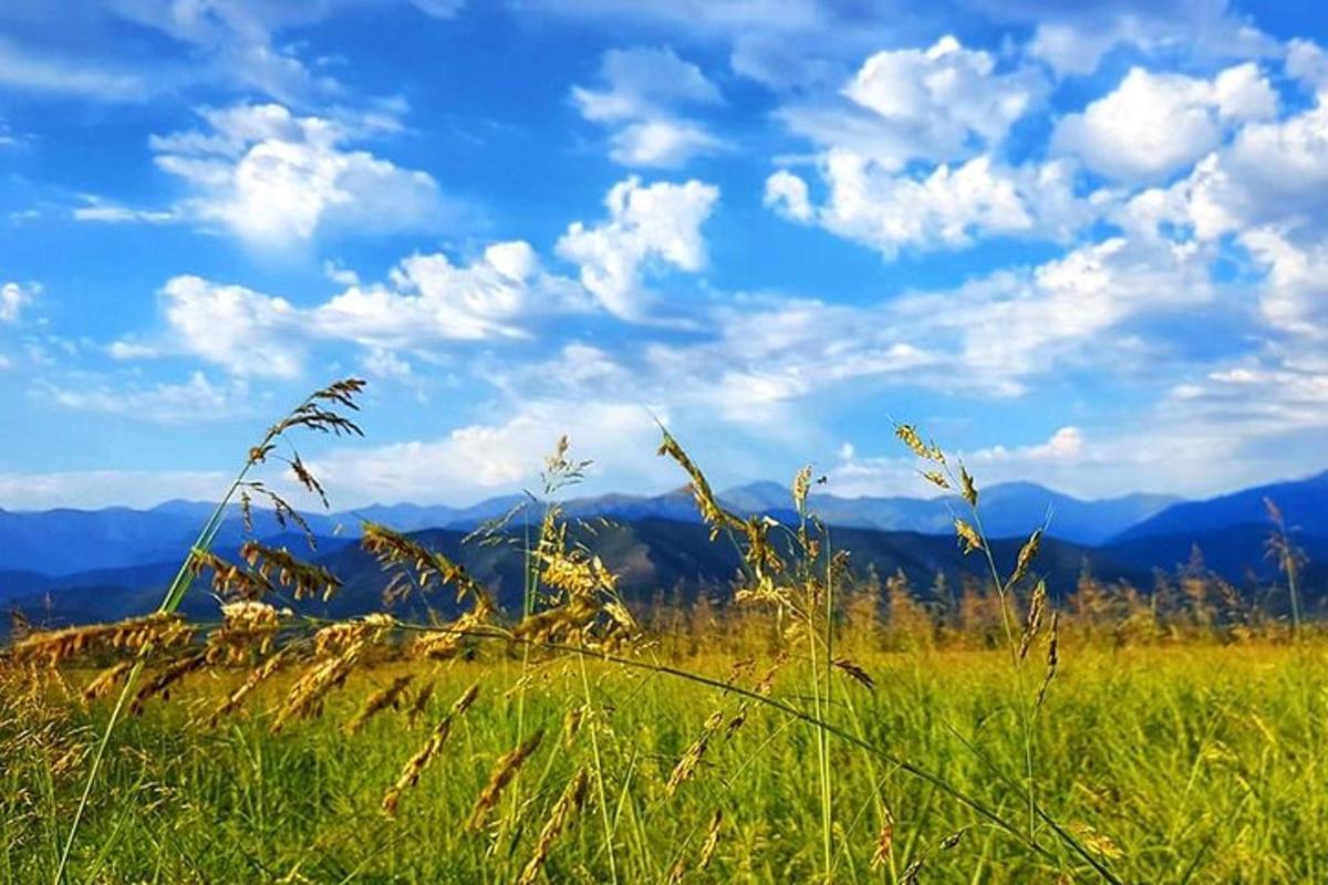 polje visoke trave z gorami v ozadju
