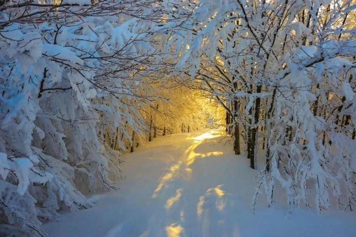 被雪覆盖 道路两旁的树木被雪覆盖