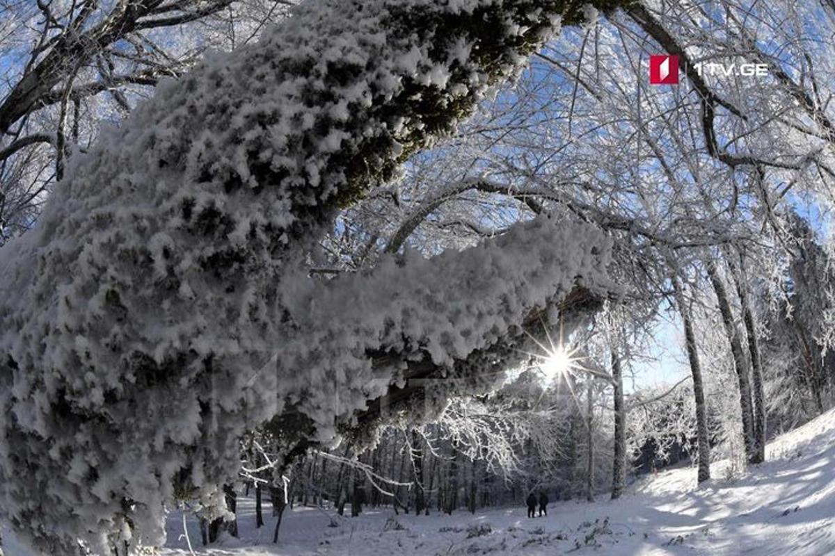 un albero coperto di neve in una foresta innevata