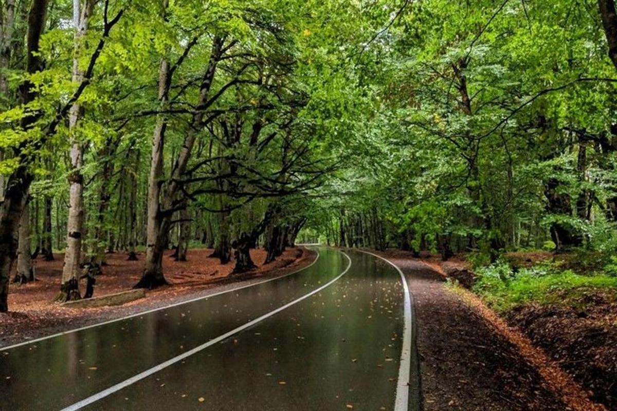 una strada in mezzo a una foresta con alberi