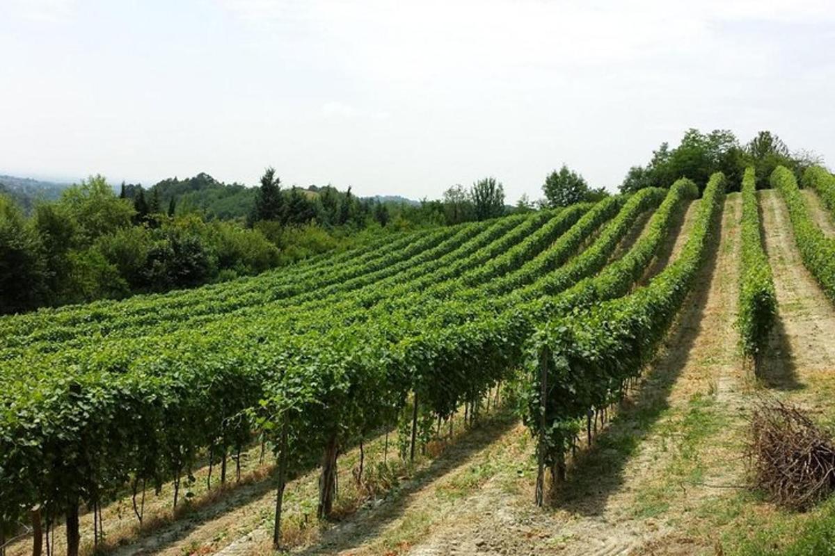 ein Weinberg mit Reihen grüner Reben