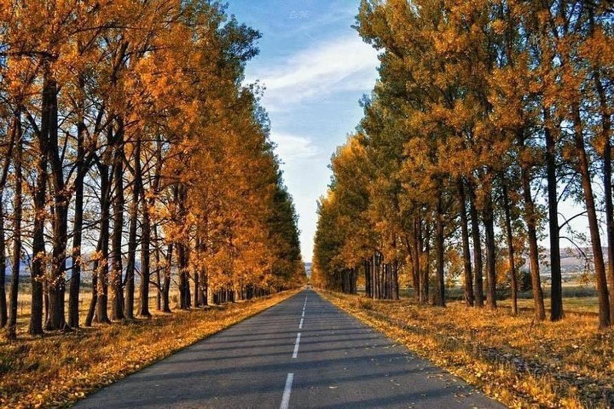 una strada vuota con alberi su entrambi i lati