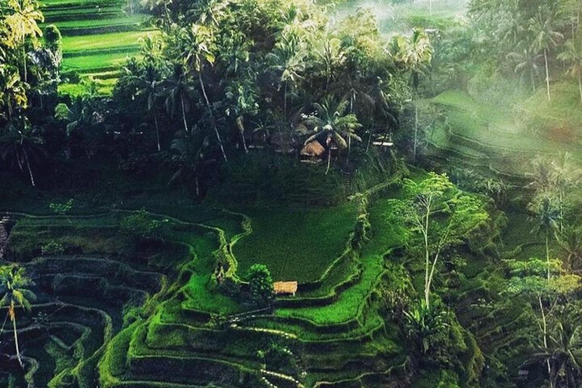 pemandangan dari udara sawah padi di dalam hutan